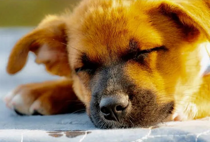 A baby medium-sized male Labrador Retriever dog named Rico for adoption in Orlando, FL