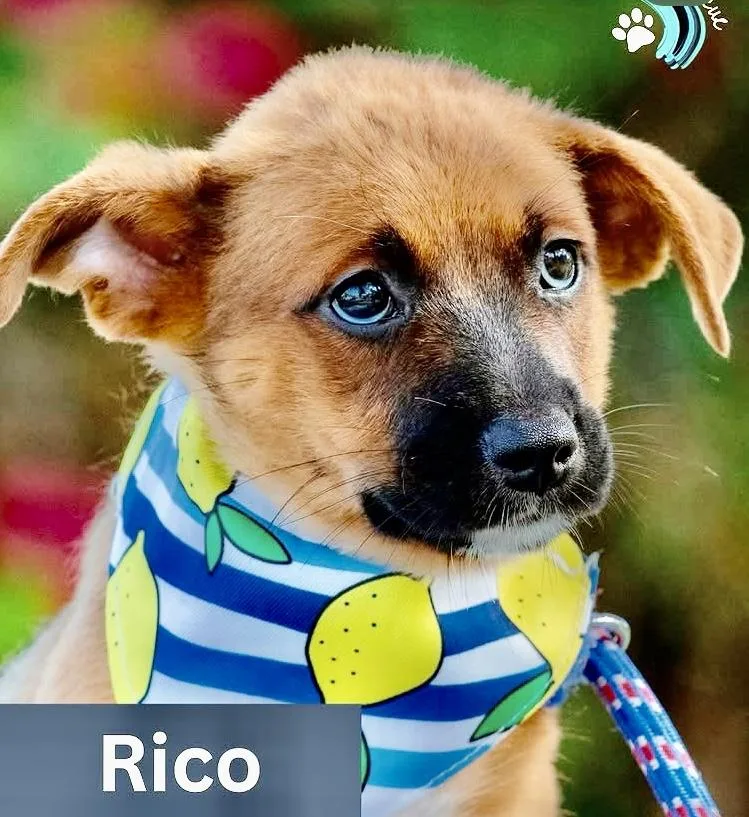 Rico thumbnail 2