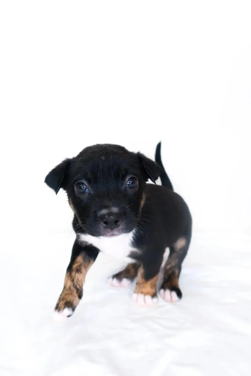 A baby medium-sized male Tricolor (Brown, Black, & White) Australian Shepherd dog named Newman for adoption in Bixby, OK