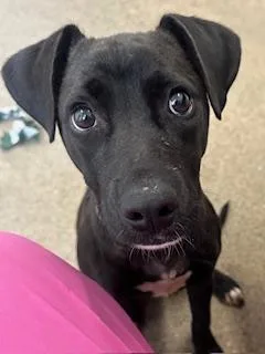 A baby medium-sized female Black Pit Bull Terrier dog named Melody for adoption in Cleveland, OH
