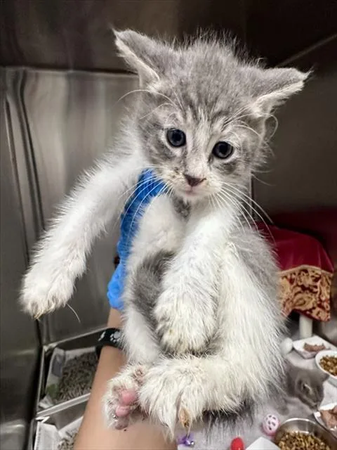 A baby small-sized male Domestic Short Hair cat named Dabaozi for adoption in Derwood, MD