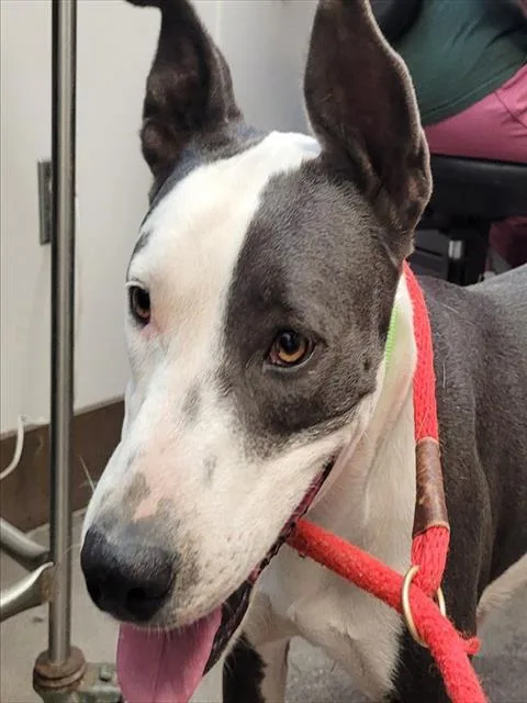 An adult large-sized female Pit Bull Terrier dog named Jeanie for adoption in Tucson, AZ