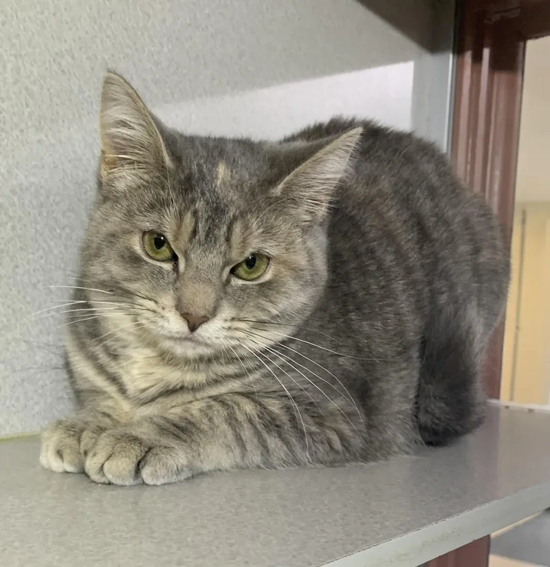 A young medium-sized female Tabby (Gray / Blue / Silver) Domestic Short Hair cat named Princess for adoption in Massena, NY