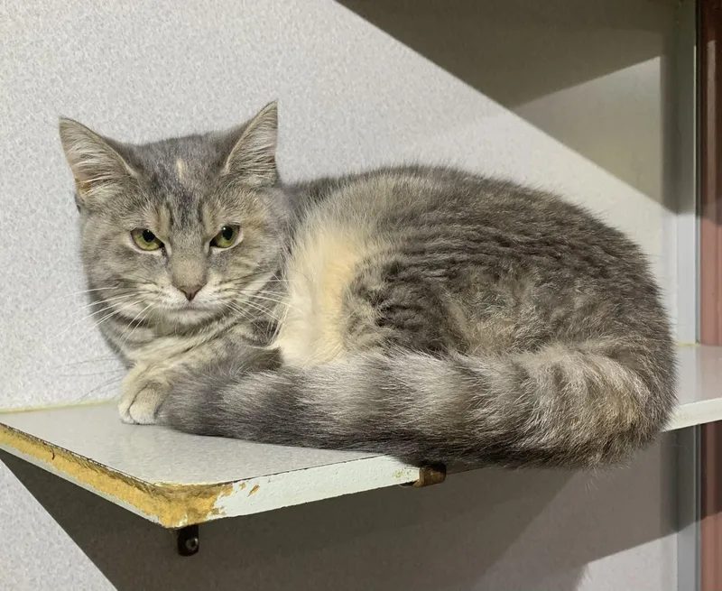 Princess thumbnail 2