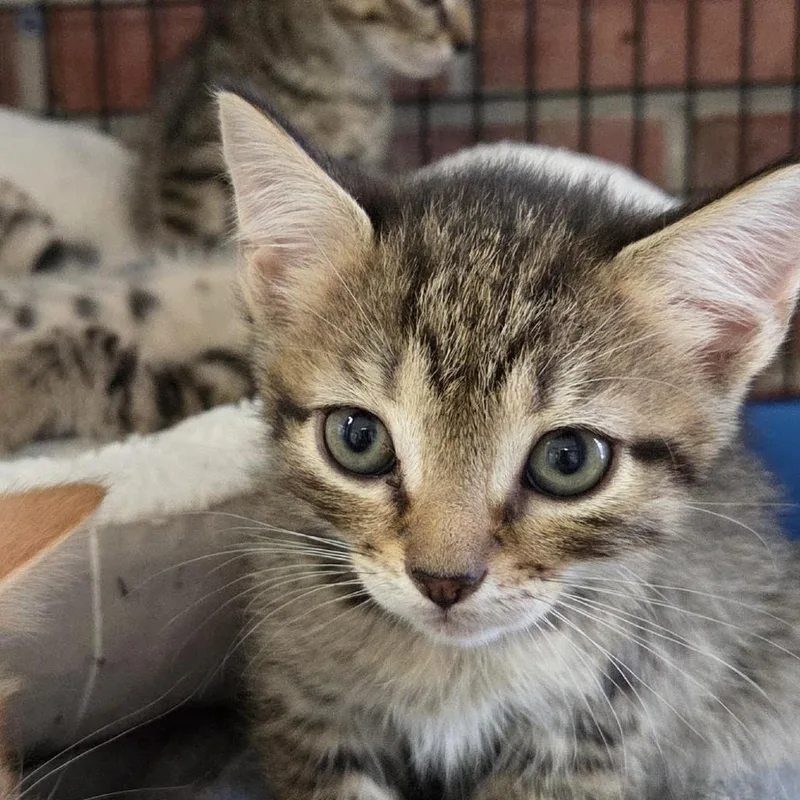 A baby small-sized male Gray / Blue / Silver Domestic Short Hair cat named Chevron for adoption in Camden, DE