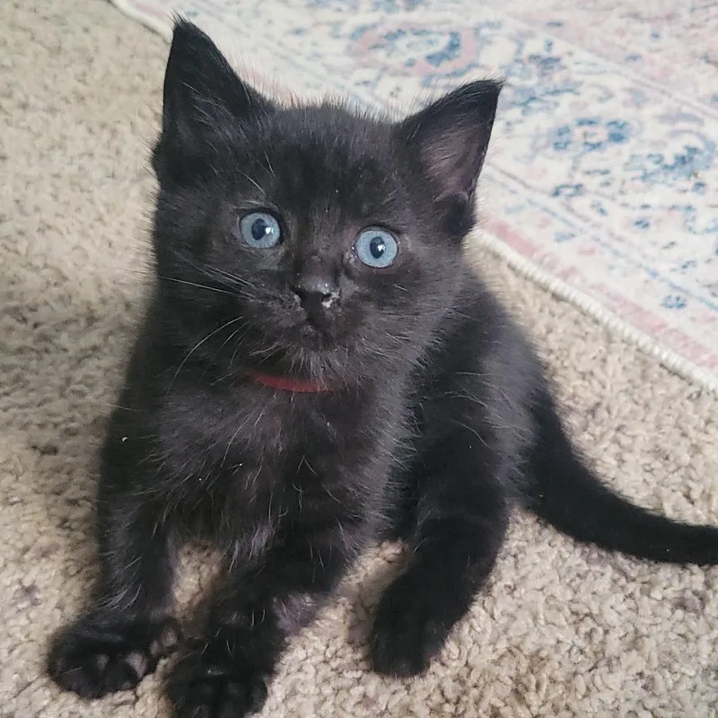A baby medium-sized male Black Domestic Short Hair cat named Scrambled Eggs for adoption in Keizer, OR