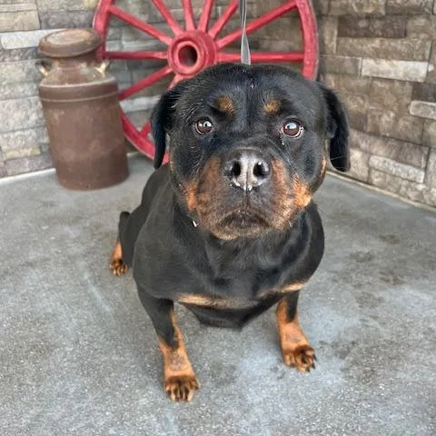 An adult large-sized female Rottweiler dog named Victoria for adoption in Zionsville, IN