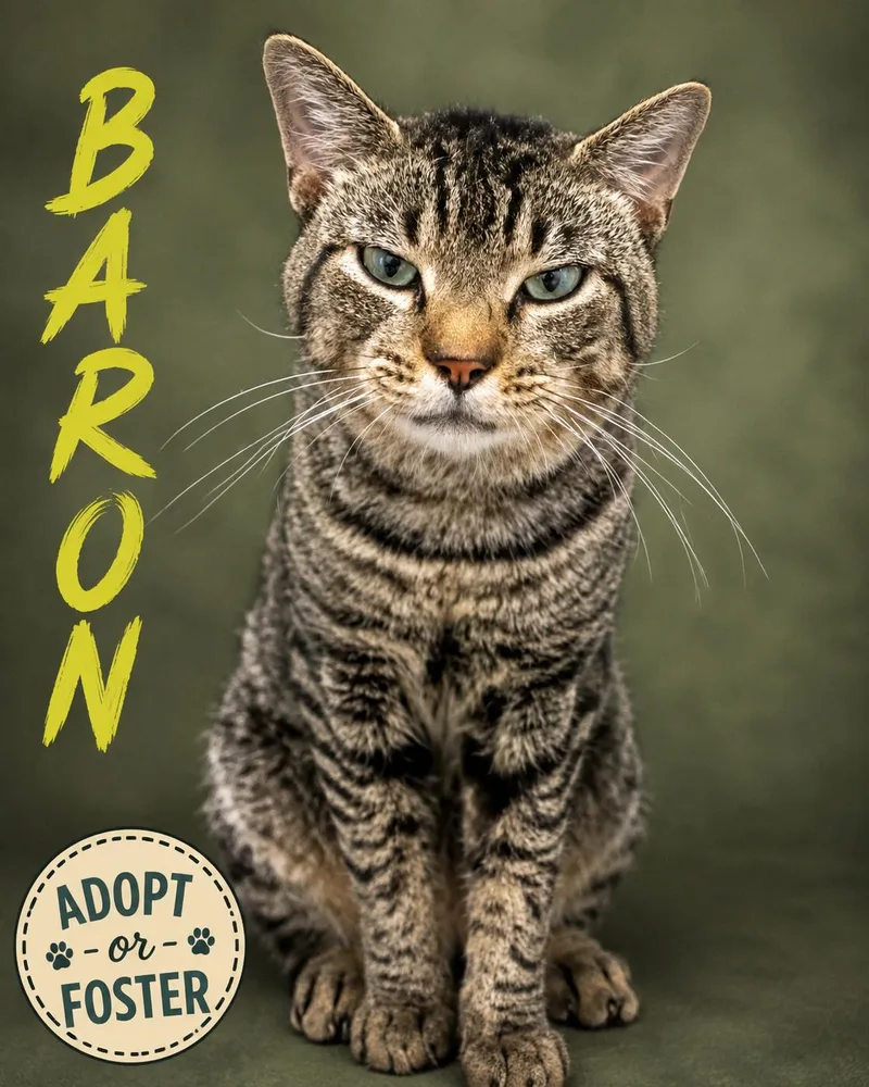 Baron thumbnail 3