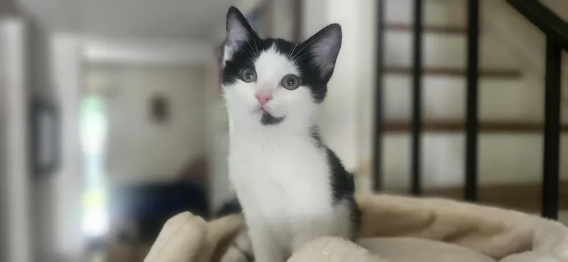 A baby small-sized female Black & White / Tuxedo Domestic Short Hair cat named Nettie for adoption in Henrico, VA