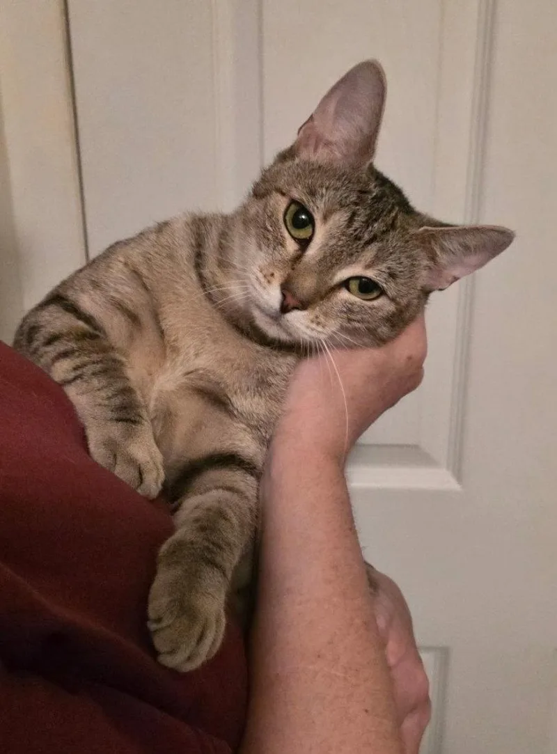An adult medium-sized female Domestic Short Hair cat named Shiloh for adoption in Morganville, NJ