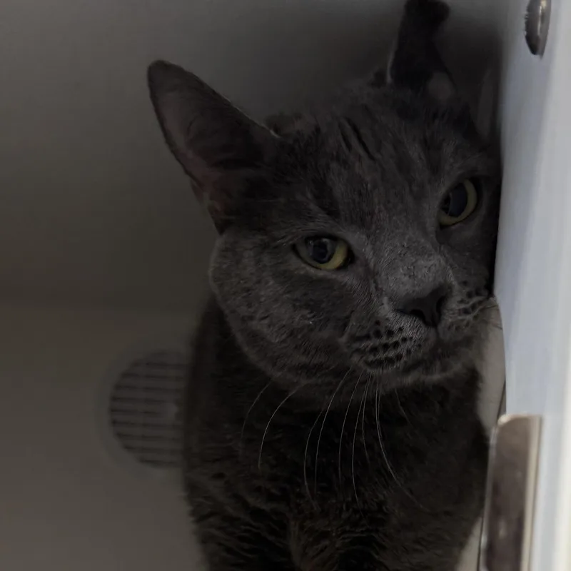 Mr. Salt thumbnail 3