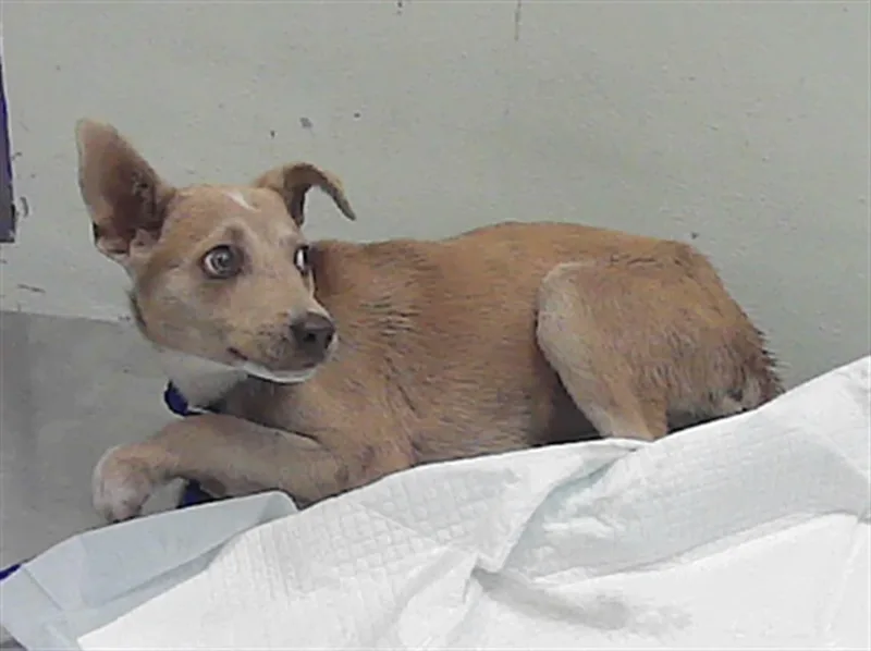 A baby small-sized female Staffordshire Bull Terrier dog named A for adoption in Houston, TX