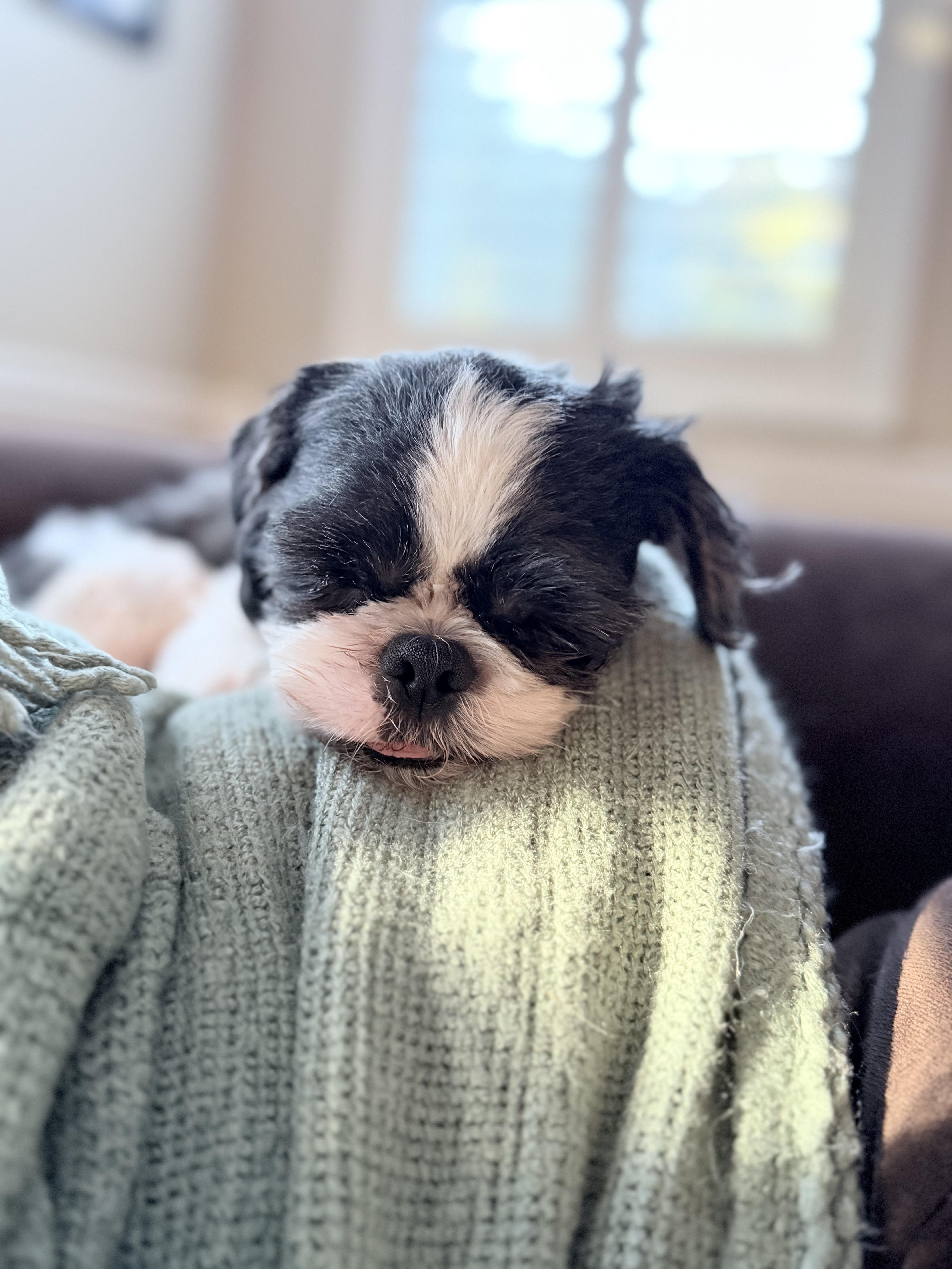 An adult small-sized male Shih Tzu dog named Ravioli for adoption in Penryn, CA