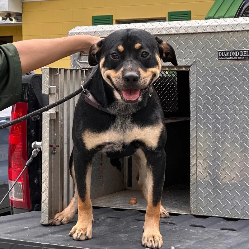 A young large-sized male Black Mixed Breed dog named Kojak for adoption in Valley, AL
