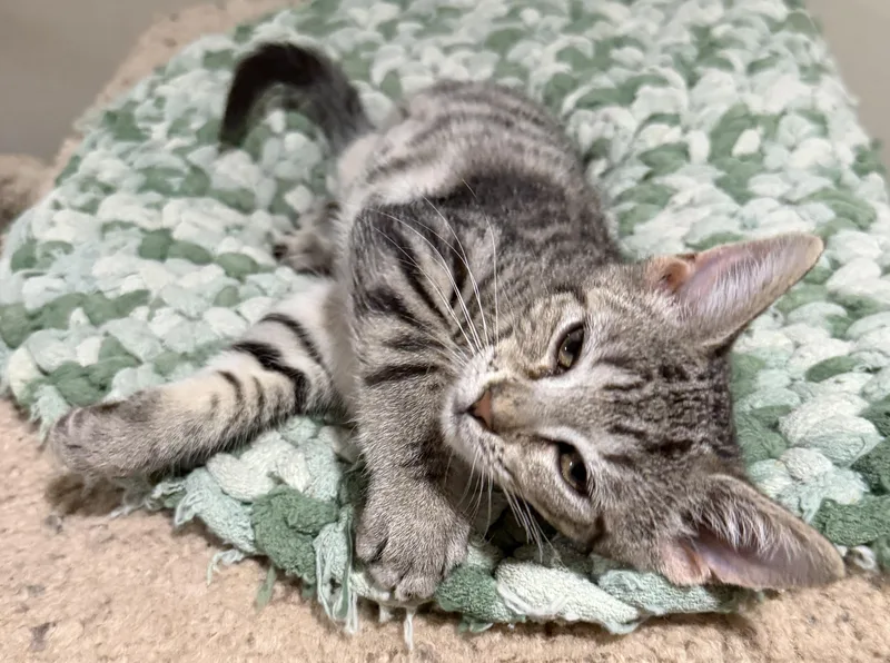 A baby medium-sized female Tabby (Tiger Striped) Domestic Short Hair cat named Nella for adoption in East Hanover, NJ