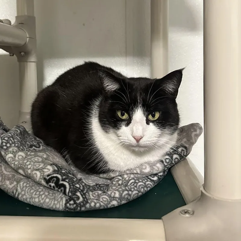 An adult medium-sized female Black Domestic Short Hair cat named Pink for adoption in Albany, NY