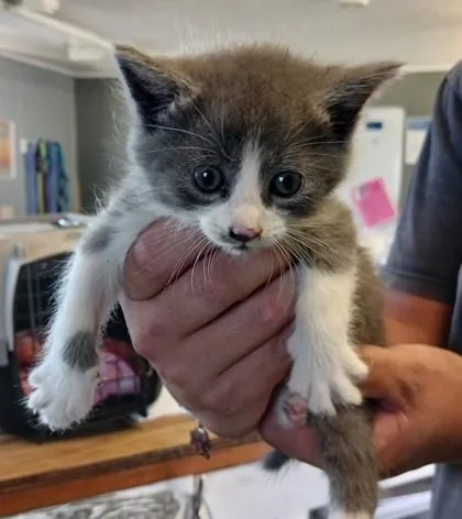 A baby medium-sized female Domestic Short Hair cat named Faelina for adoption in West Memphis, AR