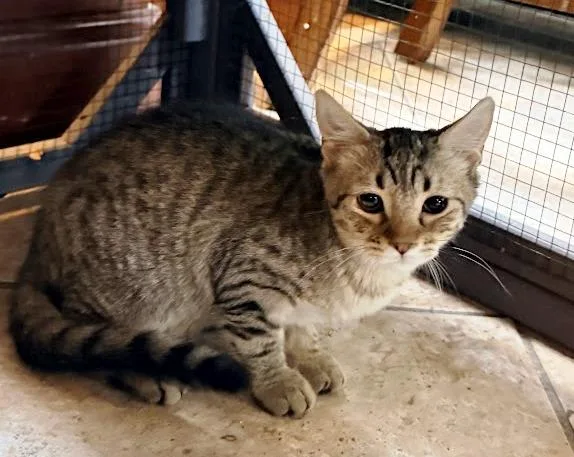 A young medium-sized male Tabby (Buff / Tan / Fawn) American Shorthair cat named Sneezy for adoption