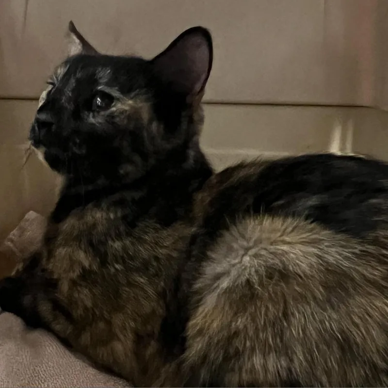 An adult medium-sized female Tortoiseshell Domestic Short Hair cat named Calla for adoption in Columbus, NC