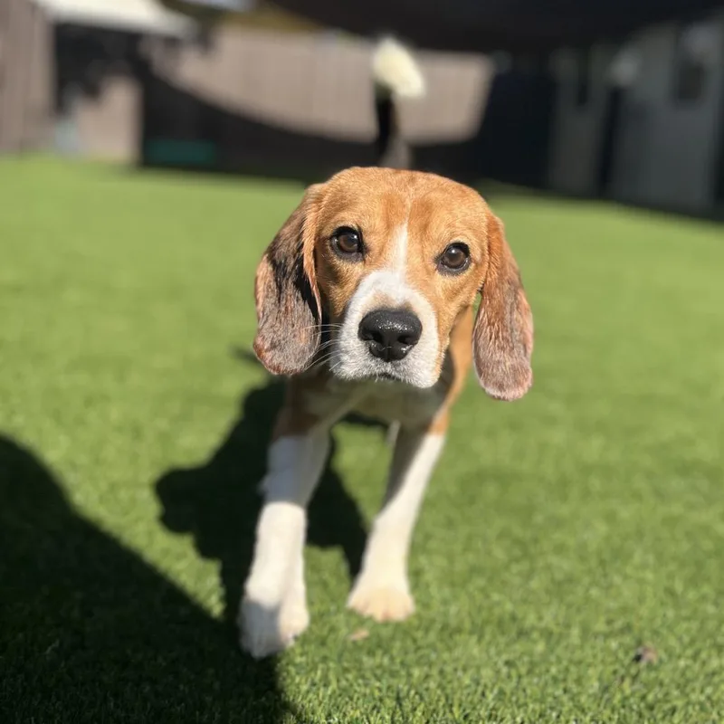 An adult small-sized male Yellow / Tan / Blond / Fawn Beagle dog named Perry for adoption in LOXAHATCHEE, FL