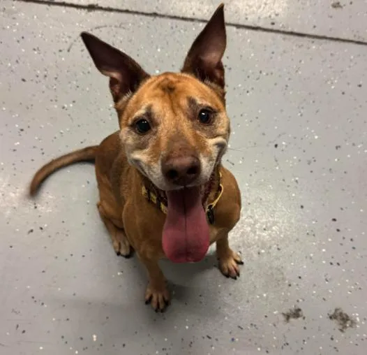 An adult medium-sized female Labrador Retriever dog named Giselle for adoption in Brooklyn Center, MN