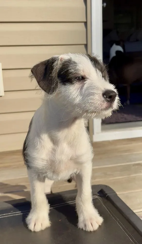 A baby large-sized female Tricolor (Brown, Black, & White) Boxer dog named Freeze for adoption in Mooresville, NC