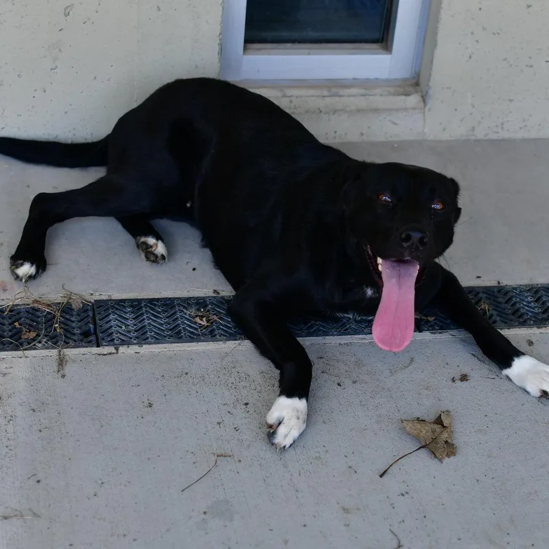 An adult medium-sized female Black Black Labrador Retriever dog named Iris for adoption in Ottawa, KS