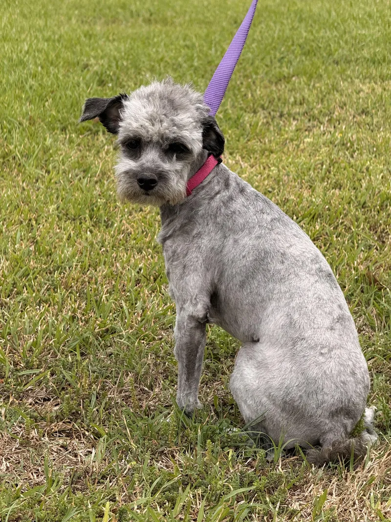 An adult small-sized female Poodle (Toy) dog named Lottie for adoption in Texarkana, TX