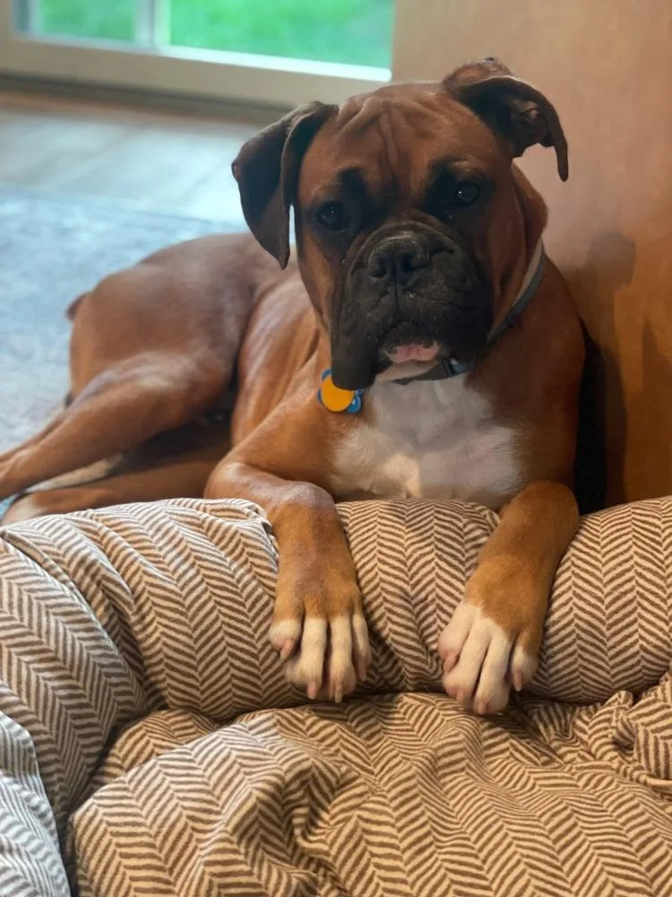 An adult small-sized male Tricolor (Brown, Black, & White) Boxer dog named Deran for adoption in Columbus, OH