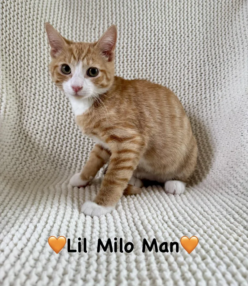 A baby medium-sized male Orange & White Domestic Short Hair cat named Lil Milo Man for adoption in Copley, OH