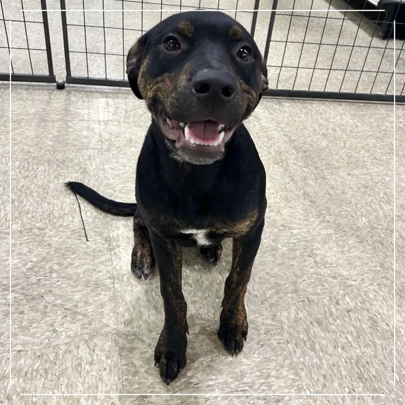 A young medium-sized male Black Australian Cattle Dog / Blue Heeler dog named Buzz for adoption in Midland, TX