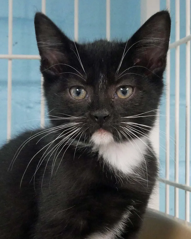 A baby small-sized female Tuxedo cat named Blossom for adoption in Bloomingdale, NJ