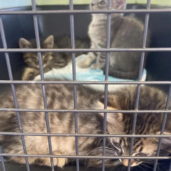 A baby small-sized female Gray / Blue / Silver Domestic Short Hair cat named Penne for adoption in Long Beach, CA