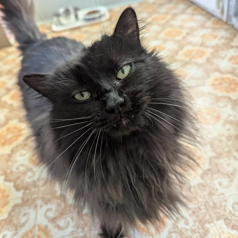Bandit