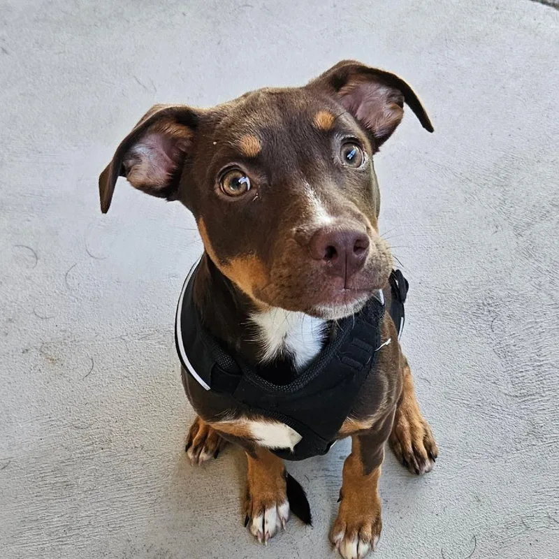 A baby small-sized female Brown / Chocolate Doberman Pinscher dog named Duckie for adoption in Homer, NY