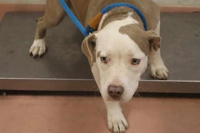 A young small-sized female Mixed Breed dog named Tess for adoption in Columbia, SC