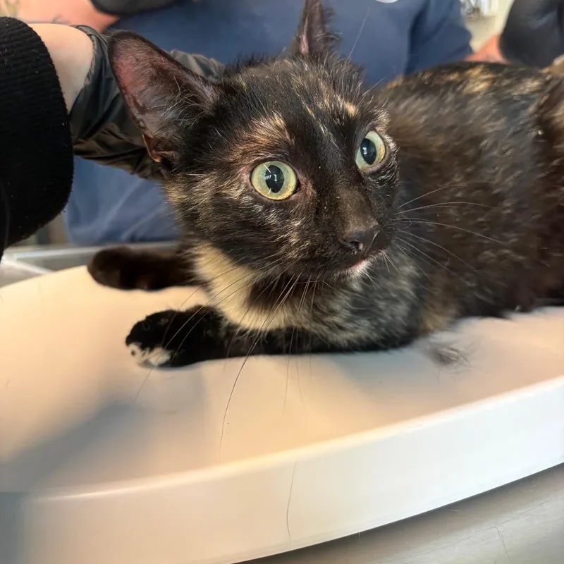 An adult medium-sized female Tortoiseshell Domestic Short Hair cat named Hermes for adoption in Huntington, WV