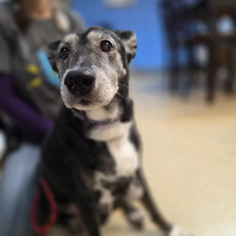 Ella