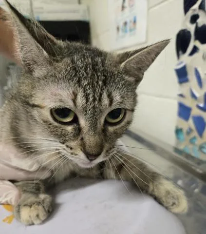 A young large-sized female Domestic Short Hair cat named Darla for adoption in Pensacola, FL
