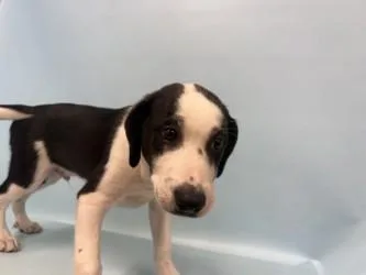 A baby large-sized male Labrador Retriever dog named Mannie for adoption in Golden Valley, MN