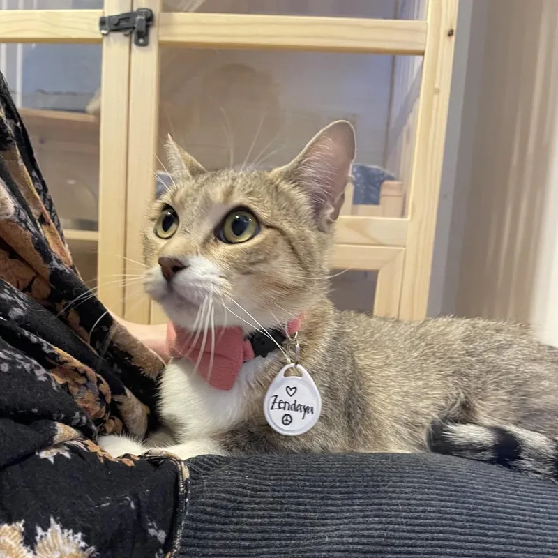 A young medium-sized female Brown / Chocolate Domestic Short Hair cat named Zendaya for adoption in Austin, TX