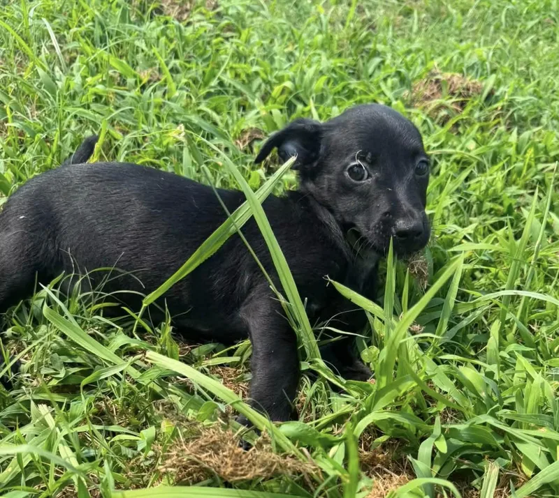 Blackie