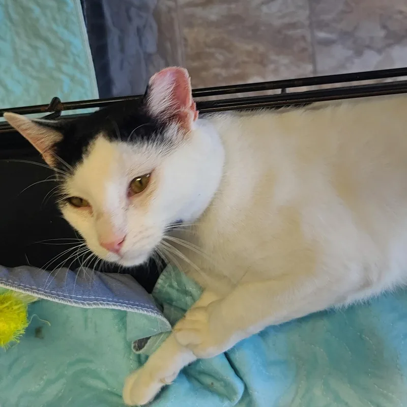 An adult medium-sized male White Domestic Short Hair cat named Orson for adoption in Germansville, PA