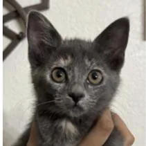 A baby small-sized female Gray / Blue / Silver Domestic Short Hair cat named Halloween Sangria for adoption in Redmond, WA