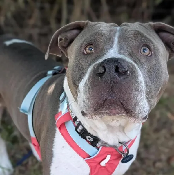 An adult extra large-sized female Pit Bull Terrier dog named Lava Lamp for adoption in Santa Rosa, CA