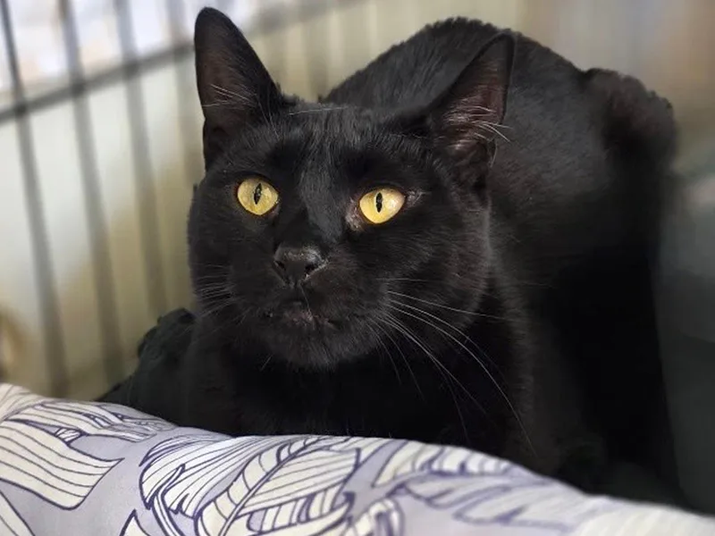 A young medium-sized female Black Domestic Short Hair cat named Hydra for adoption in Great Neck, NY
