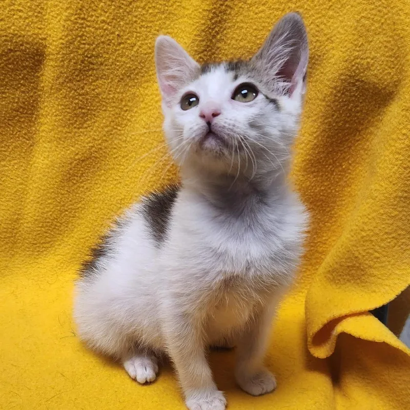 A baby small-sized female White Domestic Short Hair cat named Cat Benatar for adoption in Brighton, MO
