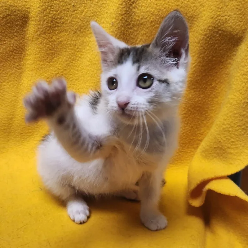 Cat Benatar thumbnail 2