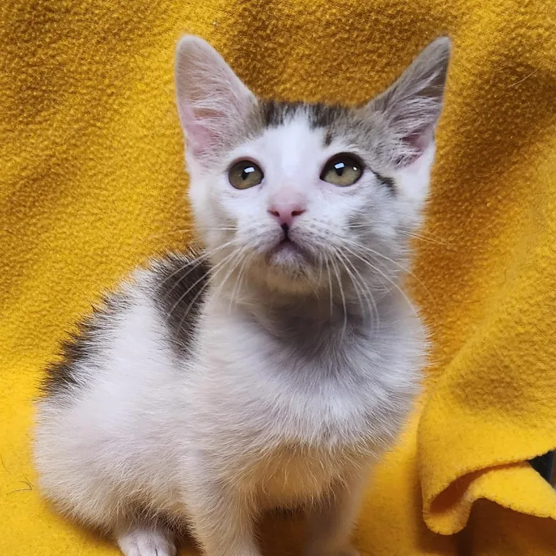 Cat Benatar thumbnail 3