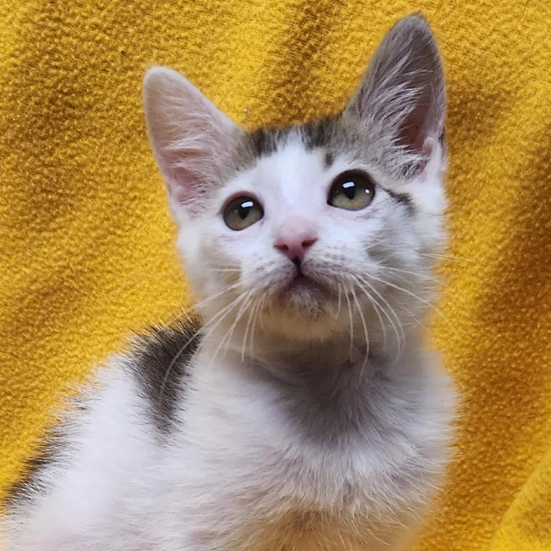 Cat Benatar thumbnail 4